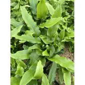 GRDplanten 6 x *Asplenium scolopendrium* (phyllitis scol.) - Hirschzungenfarn - Pot van 9 x 9 cm