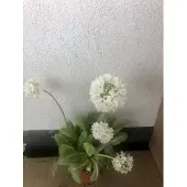 GRDplanten 6x Kogelprimula, kogelsleutelbloem, bolprimula - Primula denticulata 'Alba' | 9x9 cm pot