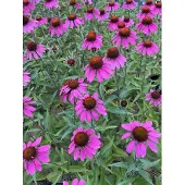 GRDplanten 6x Zonnehoed - Echinacea tennesseensis 'Amazing Dream' PBR | 9x9 cm pot