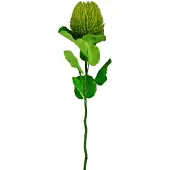 Easyplants | Kunstbloem Banksia 59 cm groen | Zijde | Nepbloemen | groen | Onderhoudsvrij | Kant-en-klaar