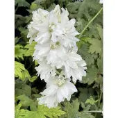 GRDplanten 6x Ridderspoor - Delphinium (p) 'Galahad' | 9x9 cm pot