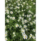 GRDplanten 6x Zomeraster - Kalimeris incisa | 9x9 cm pot