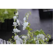 GRDplanten 6x Gebroken Hartje - Dicentra Spectabilis 'Alba' | 9x9 cm pot