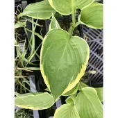 GRDplanten 6x Hartlelie, Funkia - Hosta aureomarginata | 9x9 cm pot