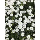 GRDplanten 6x Scheefkelk - Iberis Sempervirens | 9x9 cm pot