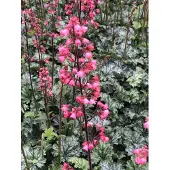 GRDplanten 6 x Heuchera hybride 'Paris' - Purperkleurige bloemen - Pot van 9x9 cm