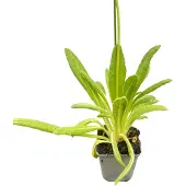 GRDplanten 6x Sleutelbloem - Primula vialii | 9x9 cm pot
