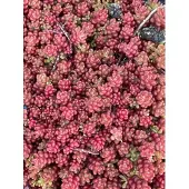 GRDplanten 6x Sedum album 'Coral Carpet'