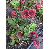GRDplanten 6x Nagelkruid - Geum riv. 'Flames of Passion' | 9x9 cm pot