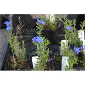 GRDplanten 6x Steenzaad - Lithodora Diffusa 'Heavenly Blue' | 9x9 cm pot