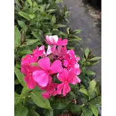 GRDplanten 6x Vlamboem - Phlox (p) 'Tenor' | 9x9 cm pot