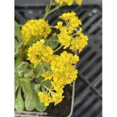 GRDplanten 6x Aurinia - Aurinia saxatilis | 9x9 cm pot