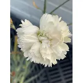 GRDplanten 6x Grasanjer - Dianthus (p) 'Devon Cream' | 9x9 cm pot