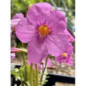 GRDplanten 6x Tuingloxinia - Incarvillea delavayi | 9x9 cm pot