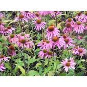 GRDplanten 6 x Echinacea Purpurea - Zonnehoed - Pot van 9x9 cm