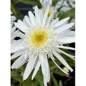 GRDplanten 6x Margriet - Leucanthemum (s) 'Christ. Hagemann' | 9x9 cm pot