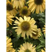GRDplanten 6 x Echinacea purpurea 'Sunseekers Yellow' - Zonnehoed - Pot van 9x9 cm