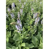 GRDplanten 6x Kranssalie - Salvia nem. Crystal Blue' | 9x9 cm pot
