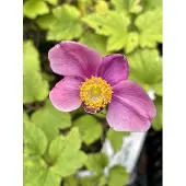 GRDplanten 6x Herfstanemoon, Japanse Anemoon - Anemone hupehensis 'Splendens' | 9x9 cm pot