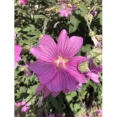 GRDplanten 6x Malvastruik, struikmalva - Lavatera 'Rosea' | 9x9 cm pot
