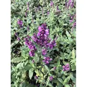 GRDplanten 6x Kranssalie - Salvia nem. 'Pink Friesland' | 9x9 cm pot