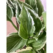 GRDplanten 6 x Hosta 'Undulata Albomarginata' - Funkie - Pot van 9 x 9 cm