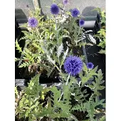 GRDplanten 6 x Echinops ritro 'Veitch's Blue' – Boldistel - Pot van 9x9 cm