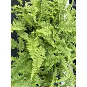 GRDplanten 6x Mannetjesvaren - Dryopteris f.-m. 'Barnesii' | 9x9 cm pot
