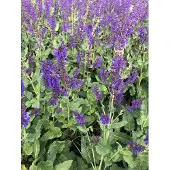 GRDplanten 6x Kranssalie - Salvia nem. Viola Klose' | 9x9 cm pot