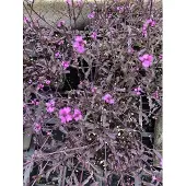 GRDplanten 6x verbena - Verbena officinalis bampton | 9x9 cm pot