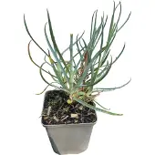 GRDplanten 6x Grasanjer - Dianthus (p) 'Albus Plenus' | 9x9 cm pot
