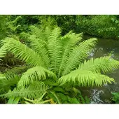 GRDplanten 6x Bekervaren - Matteuccia Struthiopteris | 9x9 cm pot
