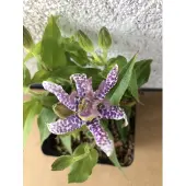 GRDplanten 6 x Tricyrtis hirta - Kikvorsorchis - Pot van 9x9 cm