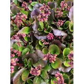 Brandless 6 x Bergenia 'Rosi Klose' - Bergenia (ook wel bekend als schusterplant) in pot, 9x9 cm