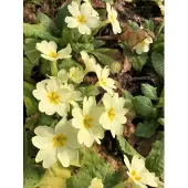 GRDplanten 6x Sleutelbloem - Primula Vulgaris | 9x9 cm pot