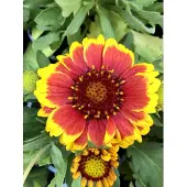 GRDplanten 6 x Gaillardia aristata 'Arizona Sun' – Kokardenbloem - Pot van 9x9 cm