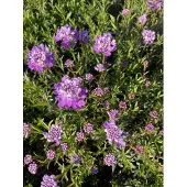 GRDplanten 6x Scheefbloem - Iberis semp. 'Absolutely Amethyst' | 9x9 cm pot
