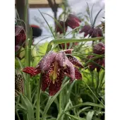 GRDplanten 6x Kievitsbloem - Fritillaria meleagris | 9x9 cm pot