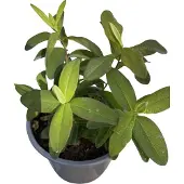 GRDplanten 12x Herfsthooi, Sint Janskruid - Hypericum calycinum | 9x9 cm pot