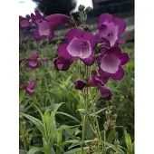 GRDplanten 6x Slangekop - Penstemon hybr. 'Purple Passion' | 9x9 cm pot