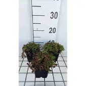 GRDplanten 6x Sedum album 'Murale'