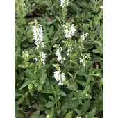 GRDplanten 6x Salie - Salvia nem. 'Schneehügel' | 9x9 cm pot