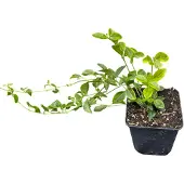 GRDplanten 12x Kleine Maagdenpalm - Vinca minor 'Aureovariegata' | 9x9 cm pot