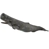 Collecta Figurine - Potvis - (Xl) - Zeedieren - Handgeschilderd - Miniatuur