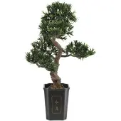 Europalms Bonsai Podocarpus, kunstplant, 80 cm (82600116)
