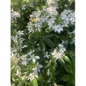 Brandless Choisya Ternata - Mexicaanse Oranjebloesem , Glansmispel 40-50 cm in pot