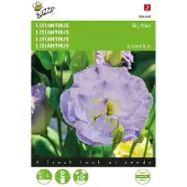 Buzzy Zaden lisianthus sky blue 20 zaden