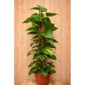 Warentuin Collection Epipremnum 100 cm kamerplant Epipremnum