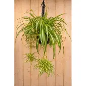 Warentuin Collection Hangplant Graslelie Chlorophytum