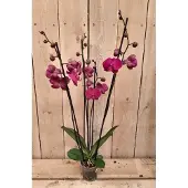 Warentuin Collection Vlinderorchidee phalaenopsis roze 4 takken kamerplant